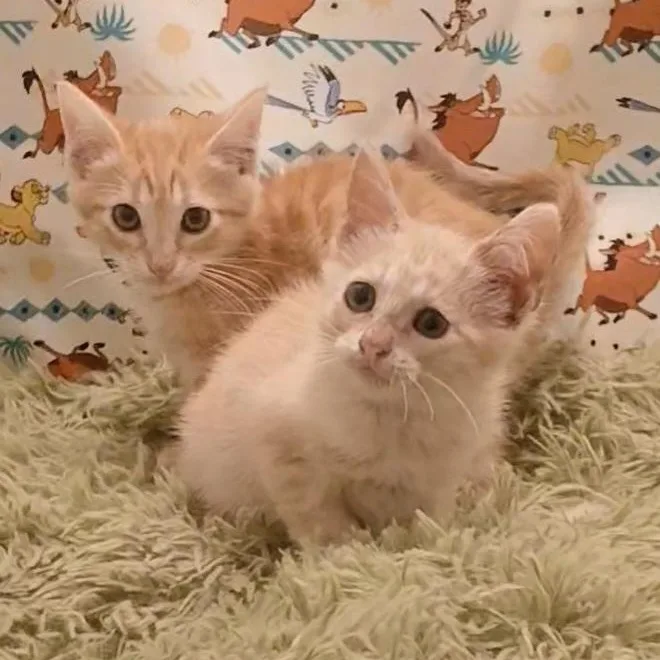 Simba & Nala thumbnail 3
