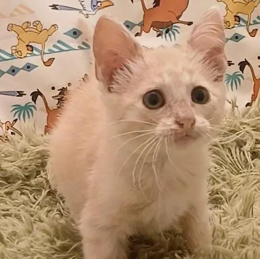 Simba & Nala thumbnail 5