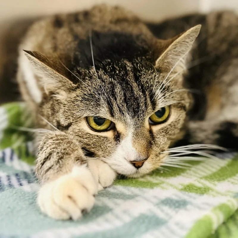 A senior medium-sized female Tabby (Brown / Chocolate) Domestic Short Hair cat named Snuggles for adoption in Jackson, NJ