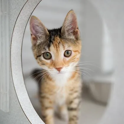 A baby small-sized female White Domestic Short Hair cat named Kissin' Kate for adoption in Atlanta, GA
