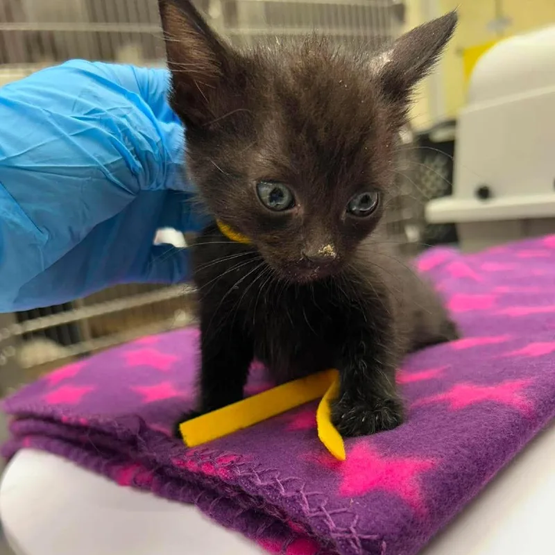 A baby small-sized female Black Domestic Short Hair cat named Tinker for adoption in Bastrop, TX