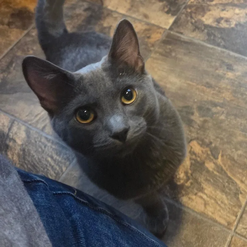 A young large-sized male Gray / Blue / Silver Domestic Short Hair cat named Tennessee for adoption in Priest River, ID