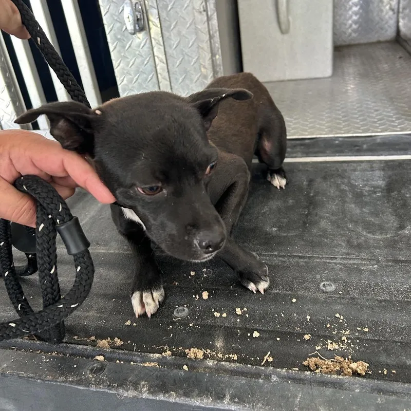 A young small-sized male Black Pit Bull Terrier dog named Henry for adoption in Roxboro, NC