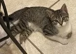 A baby medium-sized male Black Domestic Short Hair cat named Pinion for adoption in Steamboat Springs, CO