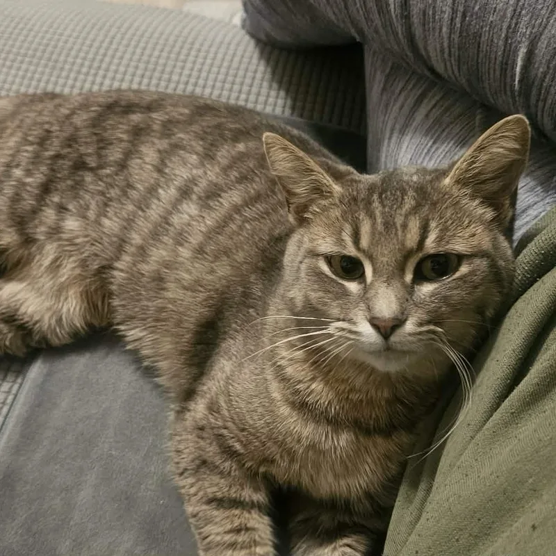 Thumbelina thumbnail 3