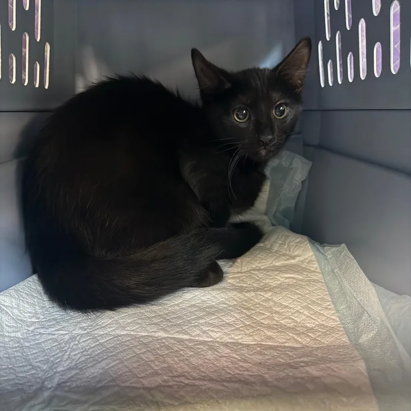 A baby small-sized male Domestic Short Hair cat named Why? for adoption in Emporia, KS