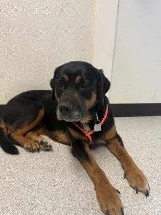 An adult medium-sized female Black Rottweiler dog named Candy Corn for adoption in Roseburg, OR