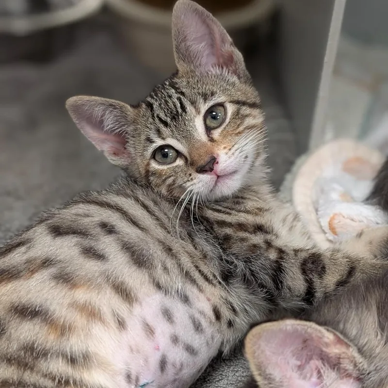 A baby small-sized female Brown / Chocolate Domestic Short Hair cat named Olive for adoption in Buchanan Dam, TX