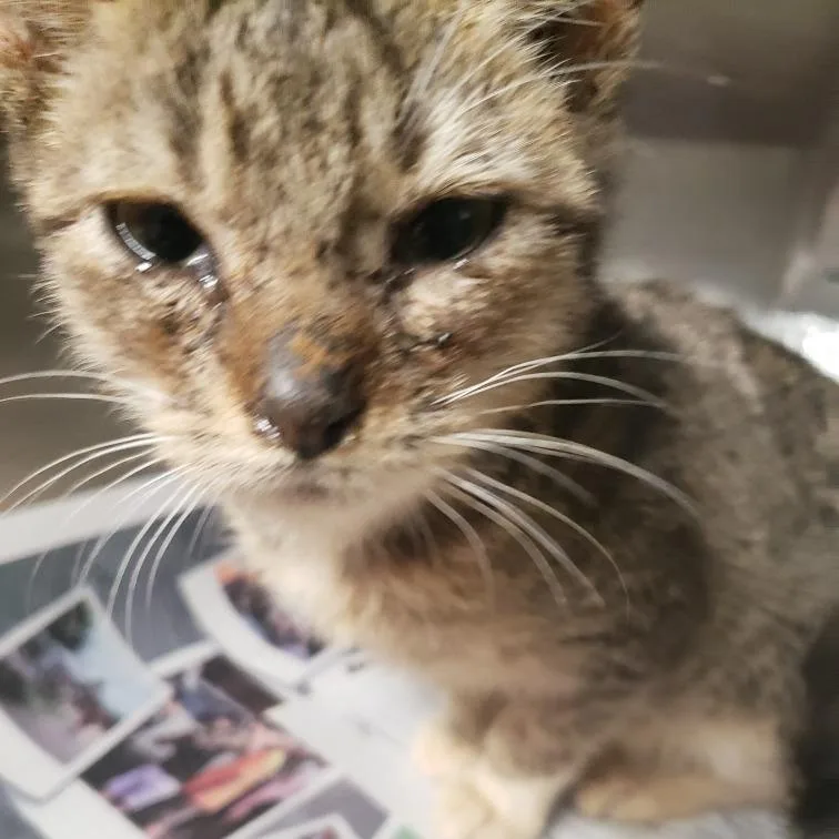 A baby small-sized female Domestic Medium Hair cat named Sally for adoption in Pauls Valley, OK