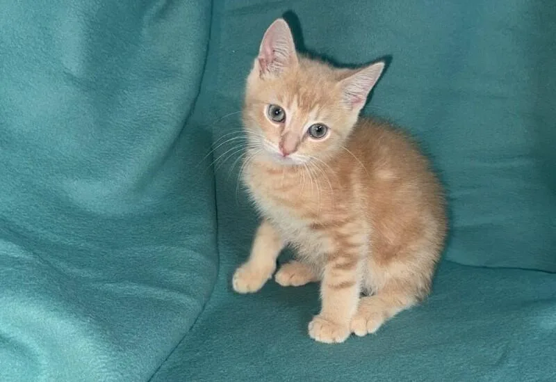 A young medium-sized male Buff / Tan / Fawn Domestic Short Hair cat named Bean for adoption in North Babylon, NY