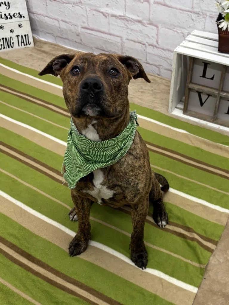 A baby medium-sized male Mixed Breed dog named Reef for adoption in Detroit, MI