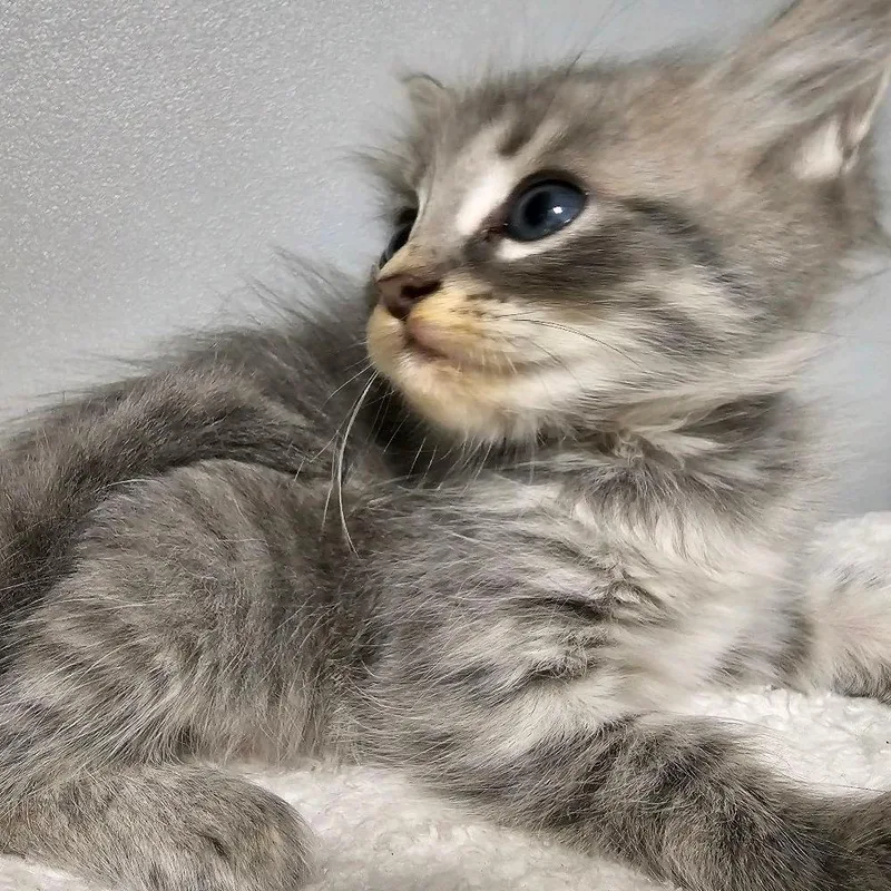 A baby small-sized female Gray / Blue / Silver Domestic Short Hair cat named Chex for adoption in Columbus, NC
