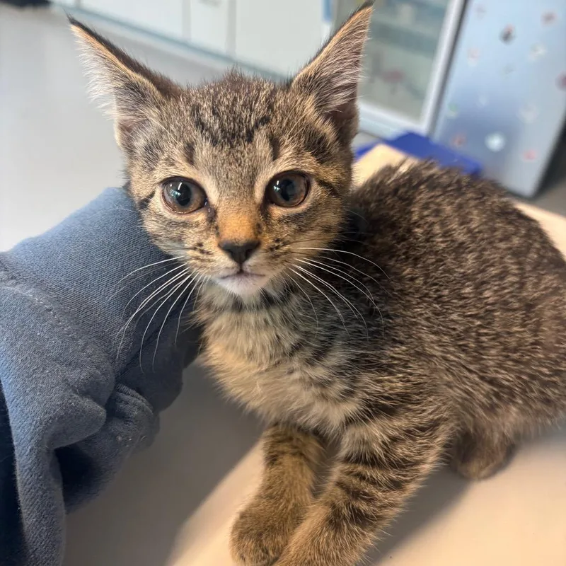 A baby small-sized female Black Domestic Short Hair cat named McZeely for adoption in Huntington, WV
