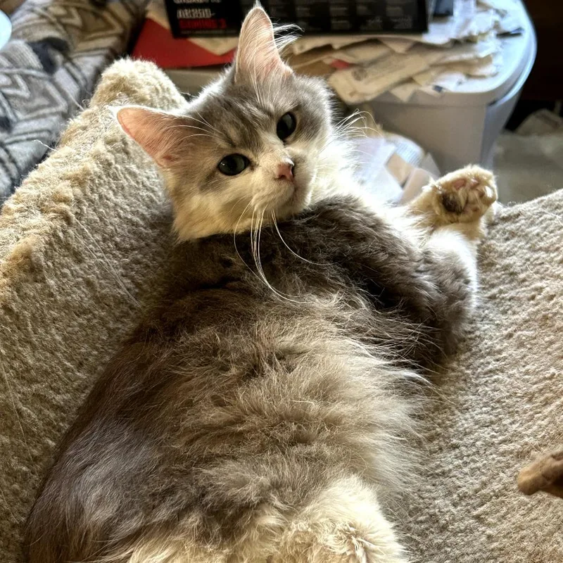 An adult medium-sized male White Domestic Long Hair cat named Angel for adoption in League City, TX