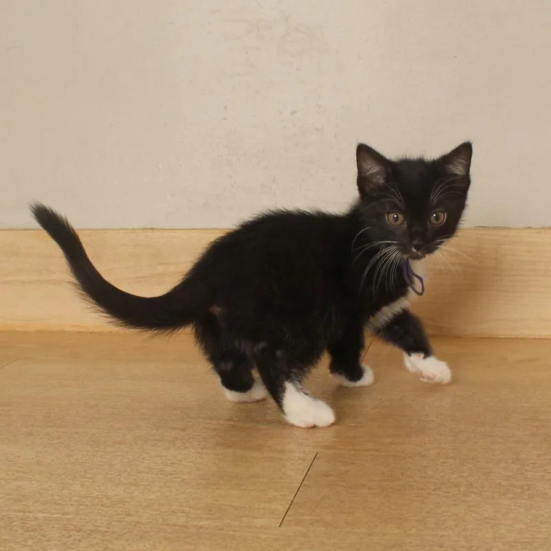 A baby small-sized female Domestic Medium Hair cat named Koki C for adoption in Minnetonka, MN