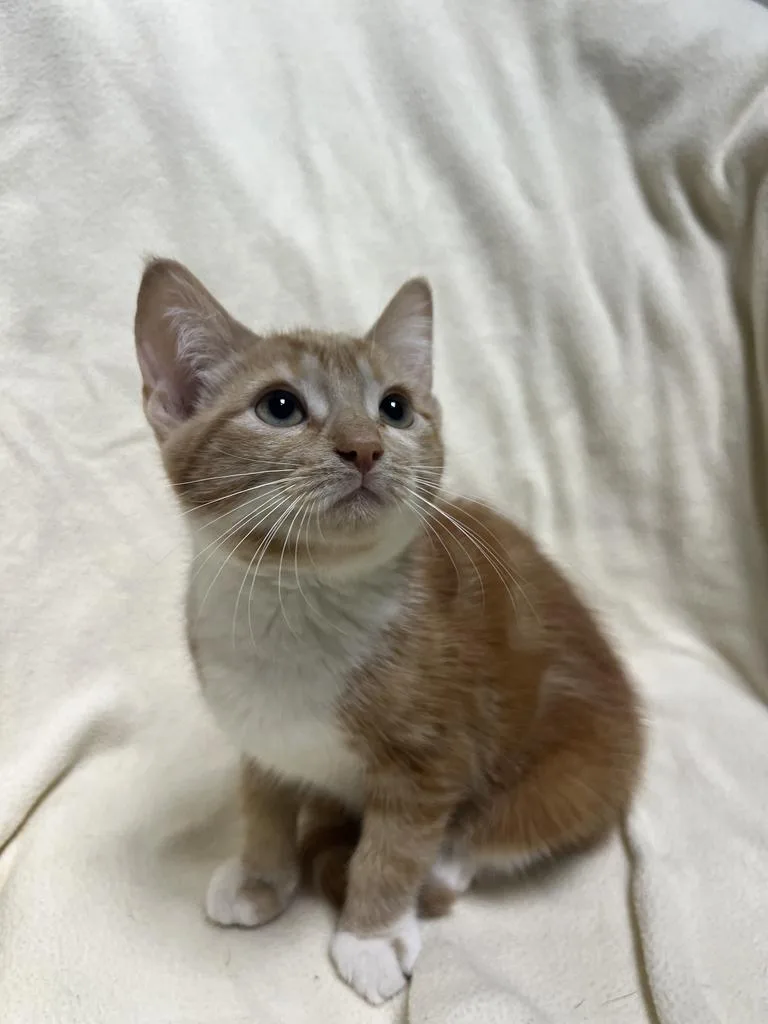A young medium-sized male Orange & White Domestic Short Hair cat named Ice for adoption in Jackson, MI