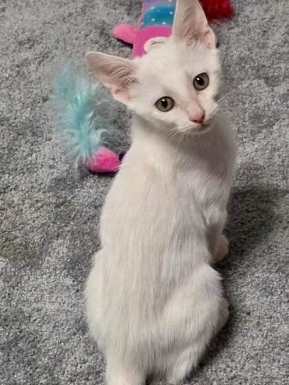 A baby small-sized male Domestic Short Hair cat named Alvin for adoption in Fort Worth, TX