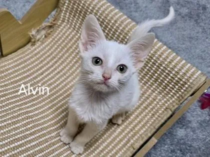 Alvin thumbnail 3