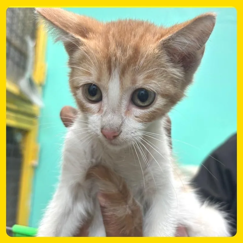 A young small-sized male White Domestic Long Hair cat named Auron for adoption in Guaynabo, PR