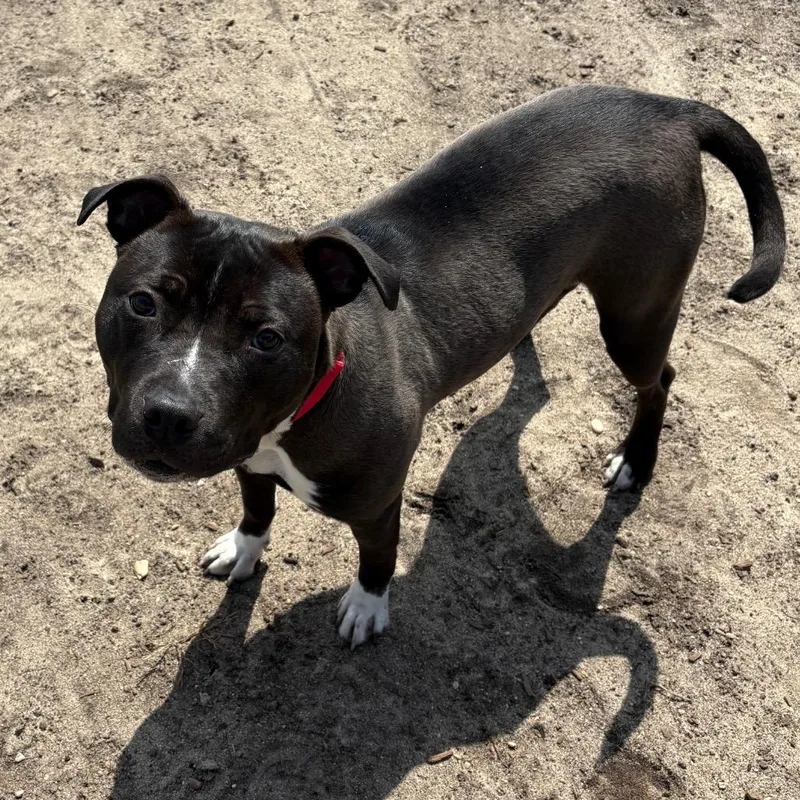 An adult medium-sized female Black Pit Bull Terrier dog named Lady for adoption in Vineland, NJ