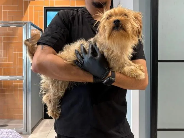 A young small-sized female Yorkshire Terrier dog named Estrella for adoption in Garland, TX