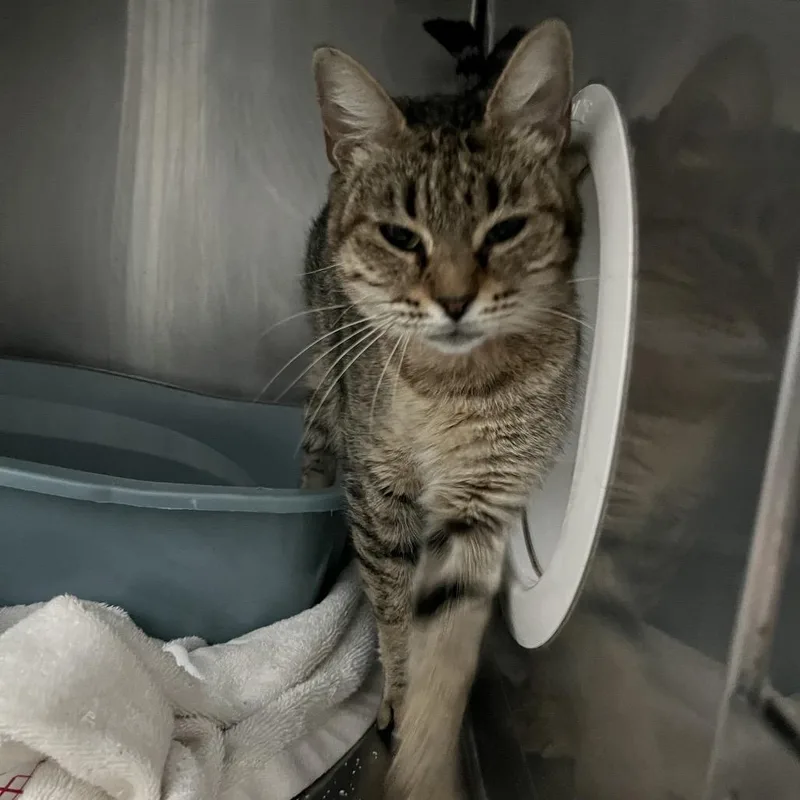 A young medium-sized female Brown / Chocolate Domestic Short Hair cat named Pinky Toes for adoption in Lakeland, FL
