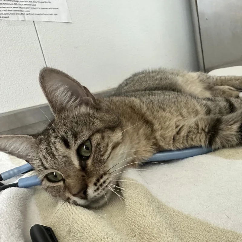 Pinky Toes thumbnail 3