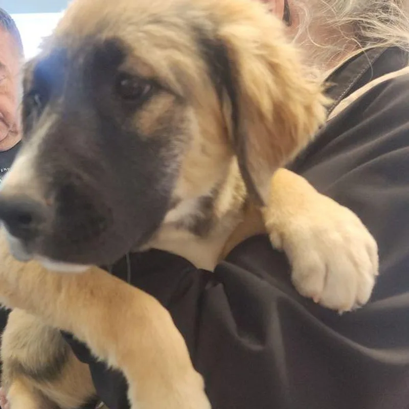 A young medium-sized male Shepherd dog named Clyde for adoption in Kingman, AZ