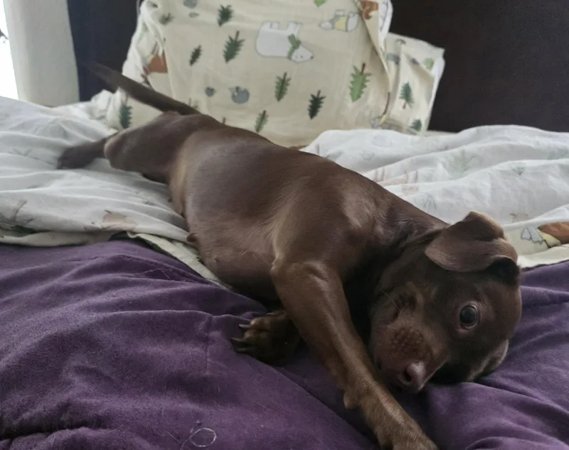 A young small-sized female Brown / Chocolate Dachshund dog named Josie for adoption in Weeki Wachee, FL