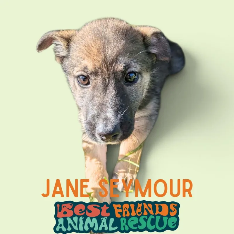 Jane Seymour thumbnail 3