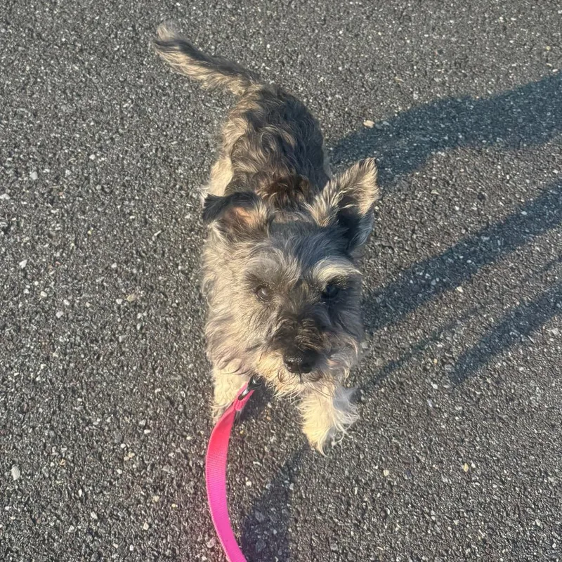 An adult small-sized female Gray / Blue / Silver Schnauzer dog named Pepper for adoption in Newark, DE