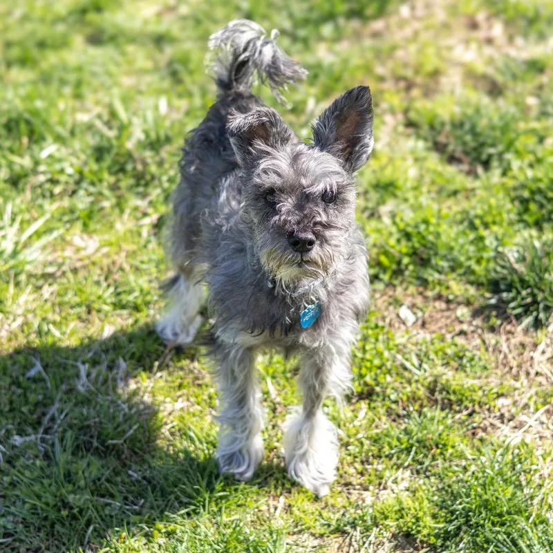 Pepper thumbnail 4