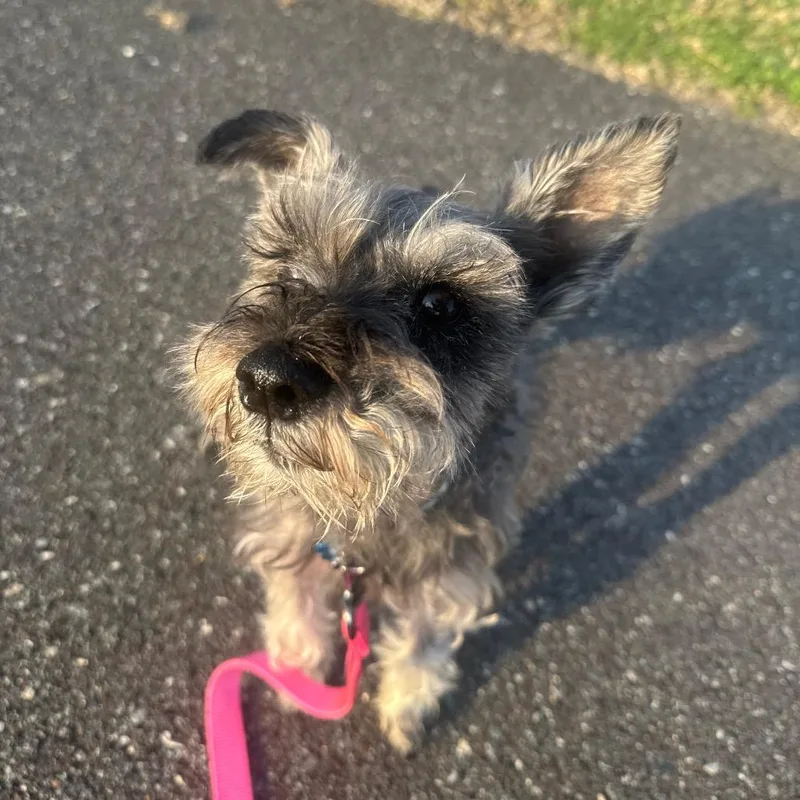 Pepper thumbnail 5