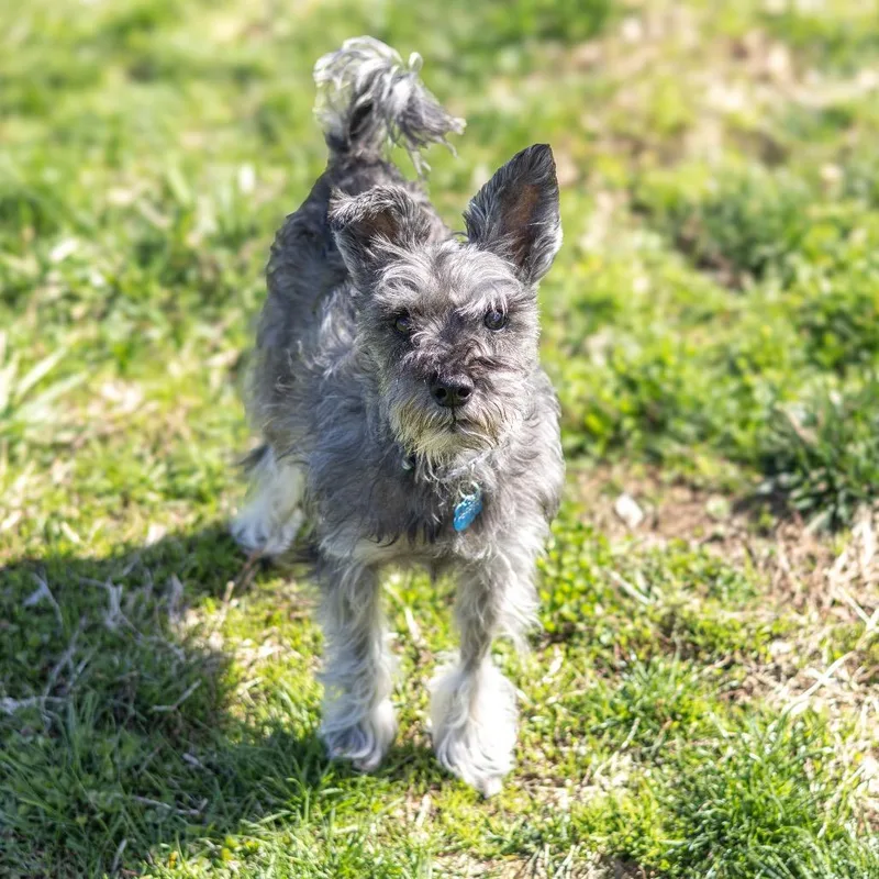 Pepper thumbnail 6