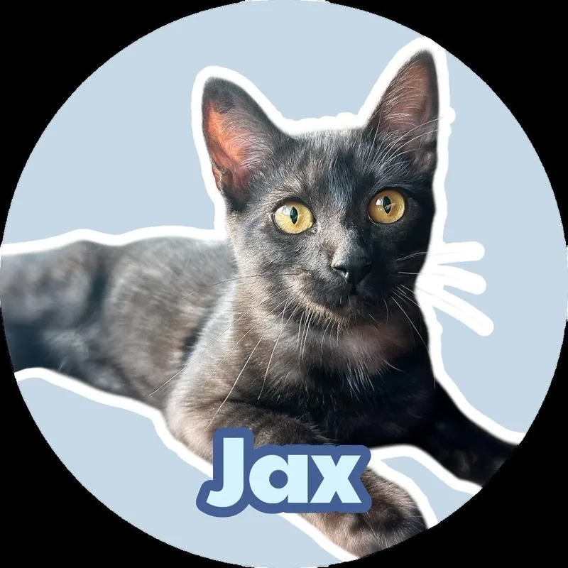 Jax thumbnail 4