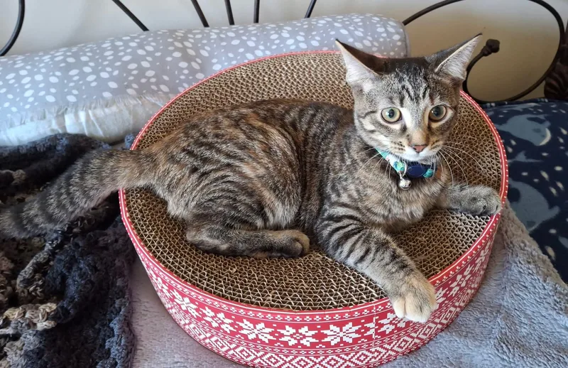 A baby small-sized female Tortoiseshell Domestic Short Hair cat named Leona for adoption in Carnegie, PA