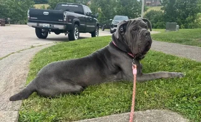 An adult extra large-sized male Neapolitan Mastiff dog named Silver for adoption in Richmond, KY