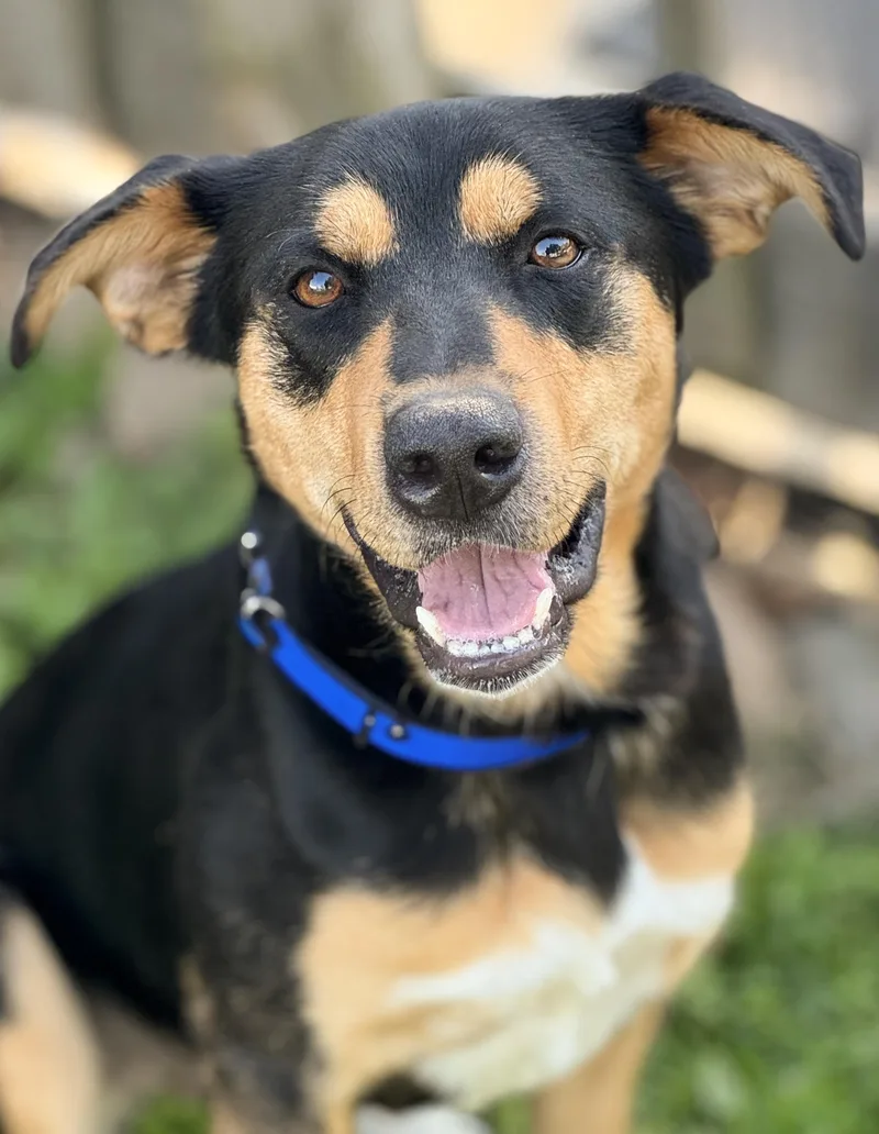Leo