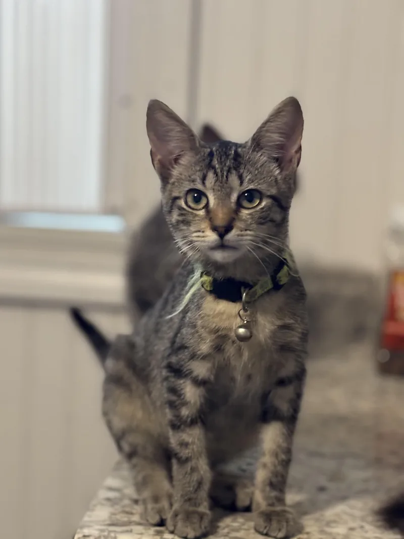A young medium-sized male Tabby (Gray / Blue / Silver) Domestic Short Hair cat named Abe for adoption in Hemingway, SC