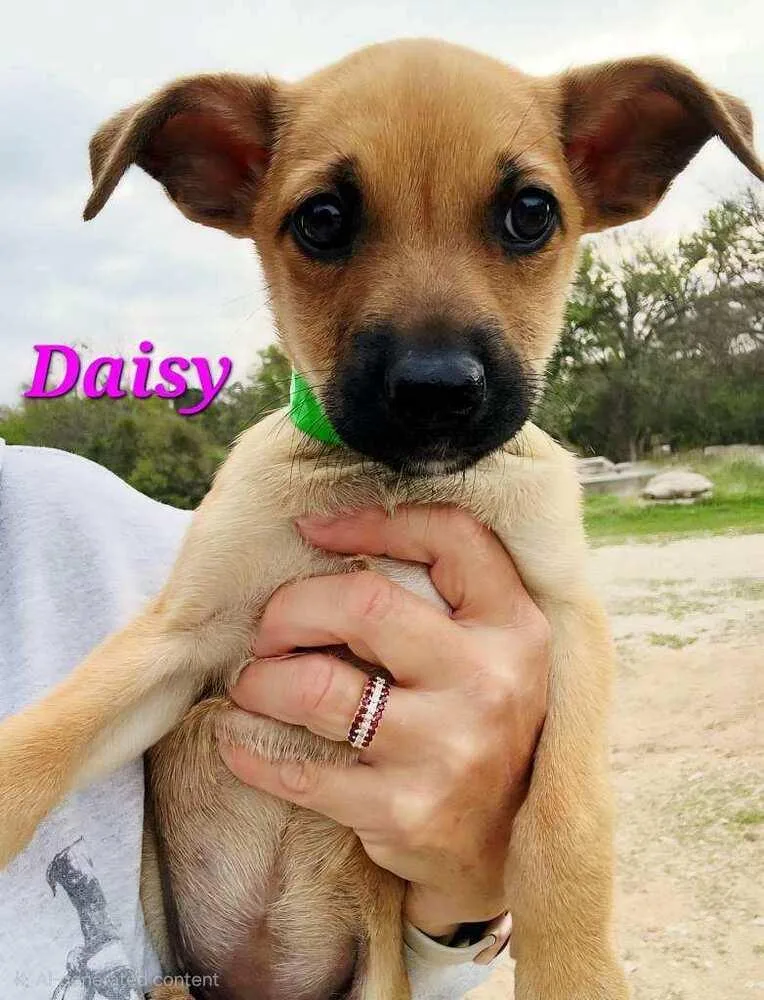 Daisy