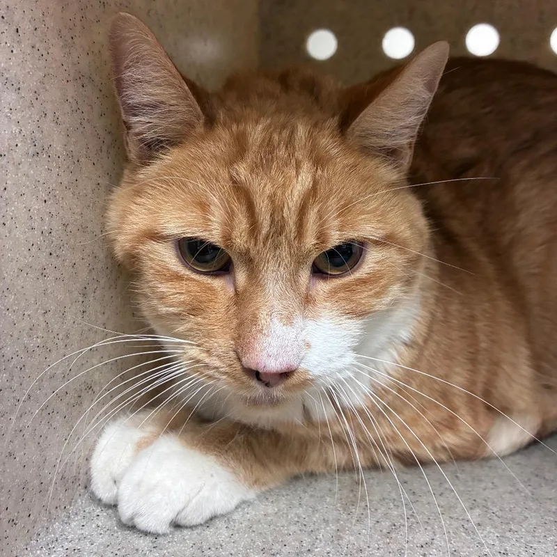 An adult large-sized male Orange / Red Domestic Short Hair cat named Chillion for adoption in Reno, NV