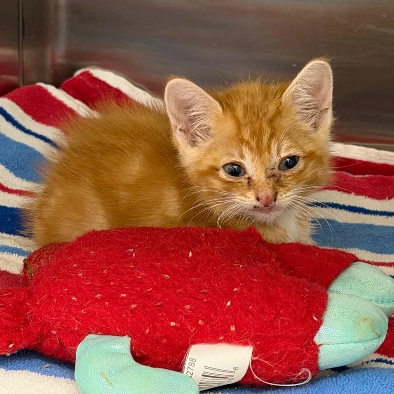 A baby small-sized male Orange / Red Domestic Short Hair cat named Trigger for adoption in Marshall, TX