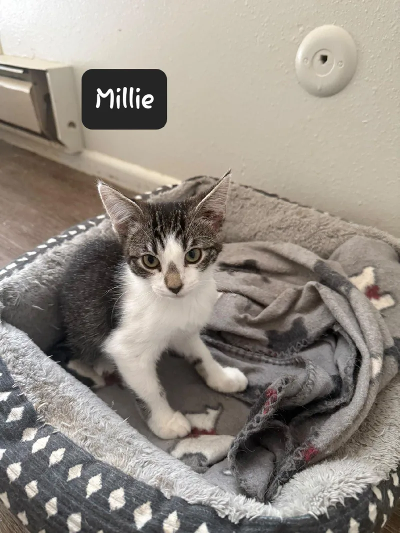 A baby small-sized female Domestic Short Hair cat named Millie for adoption in Heyburn, ID
