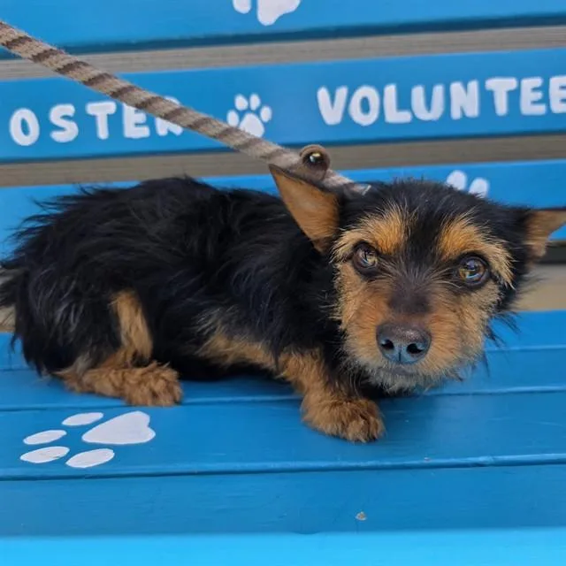 A young small-sized male Terrier dog named Teddy for adoption in Long Beach, CA