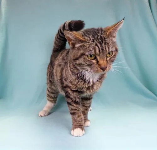 An adult small-sized female Domestic Short Hair cat named Cinder for adoption in Pasadena, CA