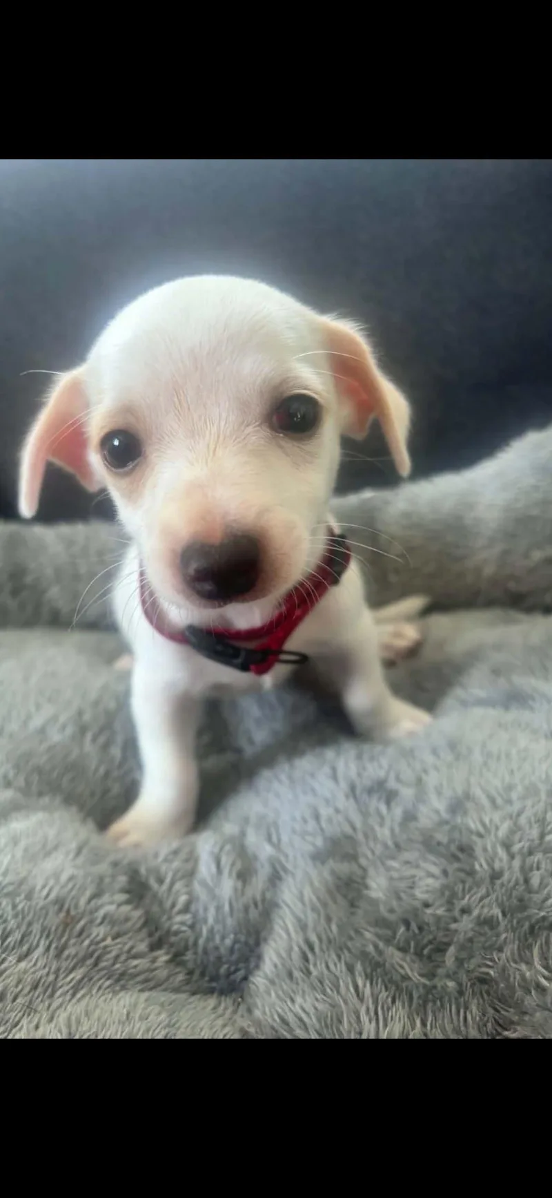 A baby small-sized male Chihuahua dog named Jerry for adoption in Virginia Beach, VA