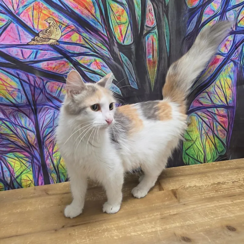 An adult medium-sized female White Domestic Long Hair cat named Qtip for adoption in Normal, IL