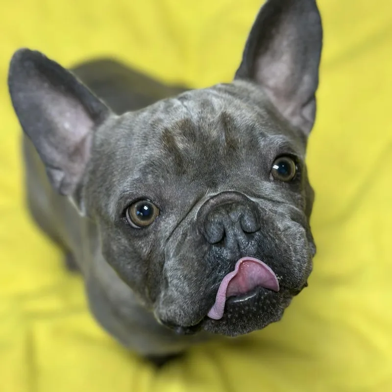 An adult small-sized male Gray / Blue / Silver French Bulldog dog named Walnut for adoption in Newark, NJ