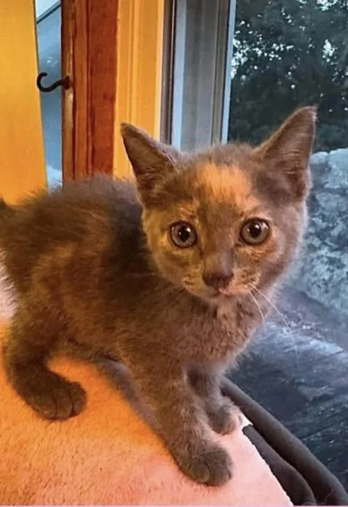 A young small-sized female Gray / Blue / Silver American Shorthair cat named Vivienne for adoption in Fort Payne, AL