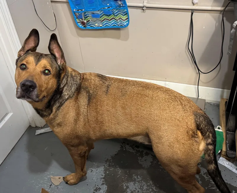 An adult large-sized male Brown / Chocolate German Shepherd Dog dog named Haydes for adoption in Berea, KY